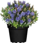 Aktuelles Enzian (Gentiana scabra) Angebot bei Globus-Baumarkt in Dortmund ab 3,99 €