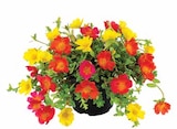 Aktuelles Portulakröschen Angebot bei Dehner Garten-Center in Münster ab 3,49 €