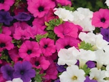 Promo Plantes annuelles ECLOZ à 3,99 € dans le catalogue Delbard à Morzine