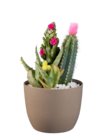 Cactus fleuri en pot céramique en promo chez Lidl Reims à 5,99 €
