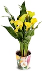 Calla im Angebot bei Netto Marken-Discount in Neumünster Calla Angebote bei Netto Marken-Discount Neumünster für 4,99 €