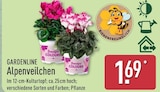 Alpenveilchen von Gardenline für 1,69 € bei ALDI Nord im Angebot Alpenveilchen von Gardenline im aktuellen ALDI Nord Prospekt
