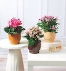 Promo Plante Fleurie à 6,99 € dans le catalogue Bi1 à Troyes