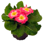 Hyazinthen im Angebot bei E center in Elmshorn Hyazinthen Angebote bei E center Elmshorn für 1,00 €