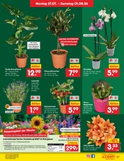 Aktueller Netto Marken-Discount Prospekt mit Dekoration, "Aktuelle Angebote", Seite 42