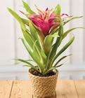 Plante fleurie - Super U à Mulhouse Plante fleurie en promo chez Super U Mulhouse à 8,99 €