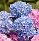 Hortensia (Hydrangea) en promo chez Carrefour Dijon à 12,99 €