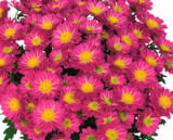 Chrysanthèmes en promo chez Norma Mulhouse à 2,99 €