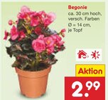 Begonie im Angebot bei Netto Marken-Discount in Düsseldorf Begonie Angebote bei Netto Marken-Discount Düsseldorf für 2,99 €