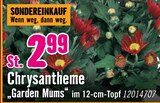Chrysantheme Garden Mums im Angebot bei Hornbach in Ludwigshafen Chrysantheme Garden Mums Angebote bei Hornbach Ludwigshafen für 2,99 €