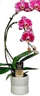 Phalaenopsis boemerang h. 50cm - PASSION FOR POTTERY en promo chez Truffaut Phalaenopsis boemerang h. 50cm - PASSION FOR POTTERY dans le catalogue Truffaut