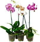 Schmetterlings-orchidee im REWE Prospekt Schmetterlings-orchidee von im aktuellen REWE Prospekt für 5,00 €