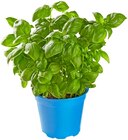 Bio Basilikum Angebote von REWE Bio bei REWE Buchholz für 1,79 €