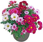 Aktuelles Chrysantheme Angebot bei REWE in Bielefeld ab 2,99 €
