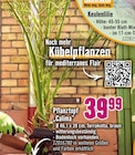 Angebot im Hornbach Rednitzhembach Prospekt Hornbach Rednitzhembach Prospekt mit im Angebot für 39,99 €