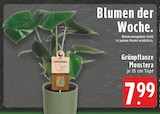 EDEKA Versmold - Monstera Angebot im Prospekt Monstera bei EDEKA im Versmold Prospekt für 7,99 €