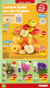 Tulpen im Penny Prospekt "Wer günstig will, muss Penny." mit 46 Seiten (Cottbus)