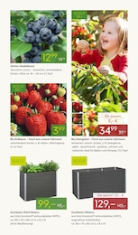 Pflanzen Kölle Obstbaum im Prospekt Pflanzen Kölle Obstbaum im Prospekt