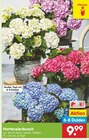 Hortensienbusch für 9,99 € bei Netto Marken-Discount im Angebot Hortensienbusch im aktuellen Netto Marken-Discount Prospekt