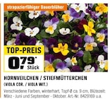 Hornveilchen oder Stiefmütterchen (VIOLA COR. / VIOLA WIT.) Angebote bei OBI Castrop-Rauxel für 0,79 €