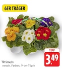 Primeln im Angebot bei EDEKA in Rottenburg Primeln Angebote bei EDEKA Rottenburg für 3,49 €