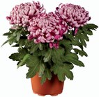 Chrysanthème grosses fleurs en promo chez Lidl Villiers-sur-Marne à 2,99 €