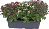 Chrysanthème jardinière - Lidl à Levallois-Perret Chrysanthème jardinière en promo chez Lidl Levallois-Perret à 5,99 €