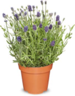 Lavendel Angebote bei Netto Marken-Discount Mainz für 2,29 €