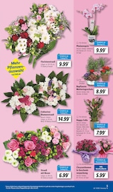 Aktueller Lidl Prospekt mit Blumentopf, "LIDL LOHNT SICH", Seite 5