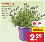 Lavendel im Angebot bei Netto Marken-Discount in Neu-Ulm Lavendel Angebote bei Netto Marken-Discount Neu-Ulm für 2,29 €