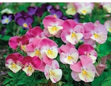 Promo Pensée ou Viola à 1,99 € dans le catalogue Hyper U à Alès