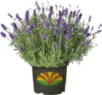 Duft-Lavendel bei Globus-Baumarkt im Müllheim Prospekt für 13,99 €