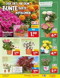 Netto Marken-Discount Pflanzen im Prospekt 