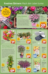 Blumenerde Angebot im aktuellen REWE Prospekt auf Seite 9