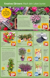 Lavendel Angebote im Prospekt "Dein Markt" von REWE auf Seite 9