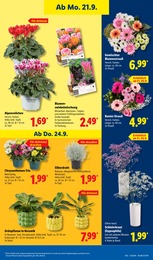 Sträucher Angebot & Preis im aktuellen Lidl Prospekt Sträucher Angebot im aktuellen Lidl Prospekt auf Seite 21