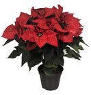 Poinsettia pailleté à Carrefour dans Roubion Poinsettia pailleté à Carrefour dans Roubion