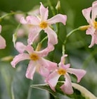 Promo Jasmin Étoilé - Star of Milano à 4,99 € dans le catalogue Botanic à Vivier-Au-Court