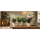 Philodendron ou calathea en promo chez Carrefour Malakoff à 5,99 €