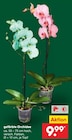 Aktuelles gefärbte Orchidee Angebot bei Netto Marken-Discount in Hamburg ab 9,99 €