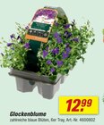 Glockenblume Angebote bei toom Baumarkt Herford für 12,99 €