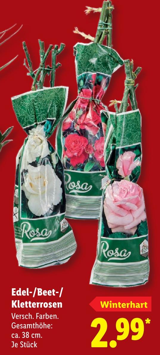 Edel-/Beet-/Kletterrosen