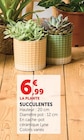 Succulentes - Super U à Calais Succulentes en promo chez Super U Calais à 6,99 €