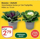 GLOBUS Lahnstein - Brassica – Zierkohl Angebot im Prospekt Brassica – Zierkohl bei GLOBUS im Lahnstein Prospekt für 2,79 €
