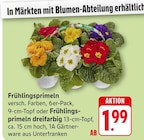 Frühlingsprimeln oder Frühlingsprimeln dreifarbig bei EDEKA im Fischbachtal Prospekt für 1,99 €