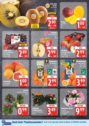 Aktueller EDEKA Prospekt mit Blumen, "Top Angebote", Seite 8