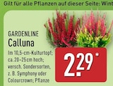 Calluna im Angebot bei ALDI Nord in Falkensee Calluna Angebote von GARDENLINE bei ALDI Nord Falkensee für 2,29 €