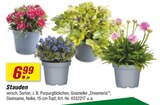 Angebot im toom Baumarkt Friedrichsdorf Prospekt toom Baumarkt Friedrichsdorf Prospekt mit im Angebot für 6,99 €