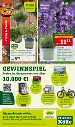 Lavendel Angebot im aktuellen Pflanzen Kölle Prospekt auf Seite 16