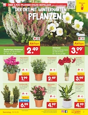 Aktueller Netto Marken-Discount Prospekt mit Stauden, "Aktuelle Angebote", Seite 7